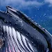 Whale phone wallpapersicon