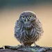 Owl phone wallpapers APK