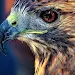 Falcon phone wallpapers APK