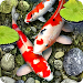 Koi Fish Live Wallpaper icon