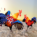 Farm Rooster Fighting Chicks 2 APK