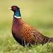 Pheasant sounds APK