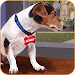 Animal Shelter - Pet Shelter APK