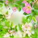 Gentle Flowers Live Wallpaper APK