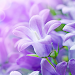 Lilac Flowers Live Wallpaper icon