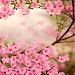 Spring Flowers Live Wallpaper icon