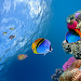 Ocean Fish Live Wallpaper APK