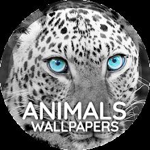 Wallpapers 4K with animals icon