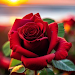 Red Rose Wallpapers Flowersicon