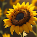 Sunflower Wallpaper HDicon