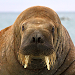 Walrus Sounds icon