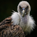 Vulture Sounds icon