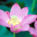 Lotus Live Wallpapericon