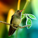 Hummingbirds Live Wallpapericon