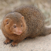 Mongoose Sounds icon