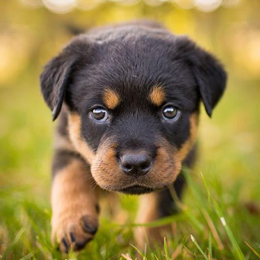 Rottweiler Dog Simulatoricon