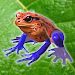 Frog Friends icon