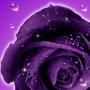 Roses live wallpaper icon