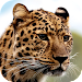 Leopard Wallpapersicon