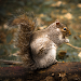 Squirrel Calls icon