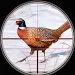 Pheasant Birds Hunting Gamesicon