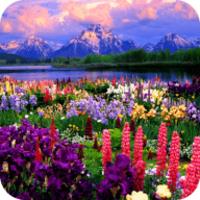 Valley of Flowers live wallpapericon