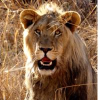 Lion Sounds HD APK