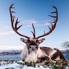 ReindeerWallpapers icon