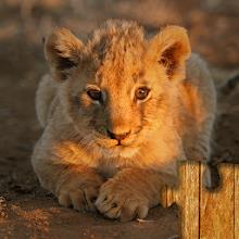 Baby Animal Jigsaw Puzzles APK