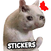 Cat Memes Stickers WASticker icon