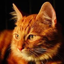 Talking Lovely Cat APK