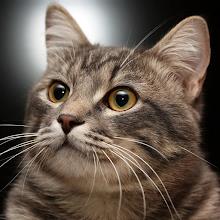 Talking Reality Cat APK