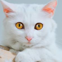 Talking Cute Cat APK