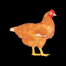 My Poultry Manager - Farm app icon