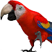 Talking Parrot 2 APK