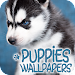 Puppies Wallpapers in 4Kicon