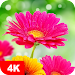 Flower Wallpapers 4K APK