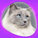 Cats 360 icon