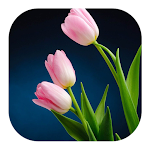 Tulip Live Wallpapers icon