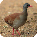 Canto Passaro Lambu APK