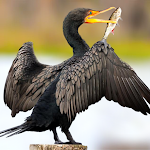 The Cormorant APK