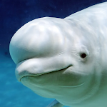 The Beluga Whale icon