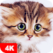 Cute Animal Wallpapers 4K APK