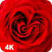 Rose Wallpapers 4K APK