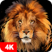 Lion Wallpapers 4K APK