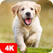 Dog Wallpapers & Puppy 4Kicon