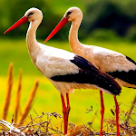 The White Stork APK