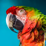 The Parrot APK