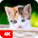 Kitten Wallpapers 4Kicon