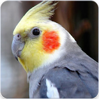 Cockatiel Singing : Cockatiel Sounds icon